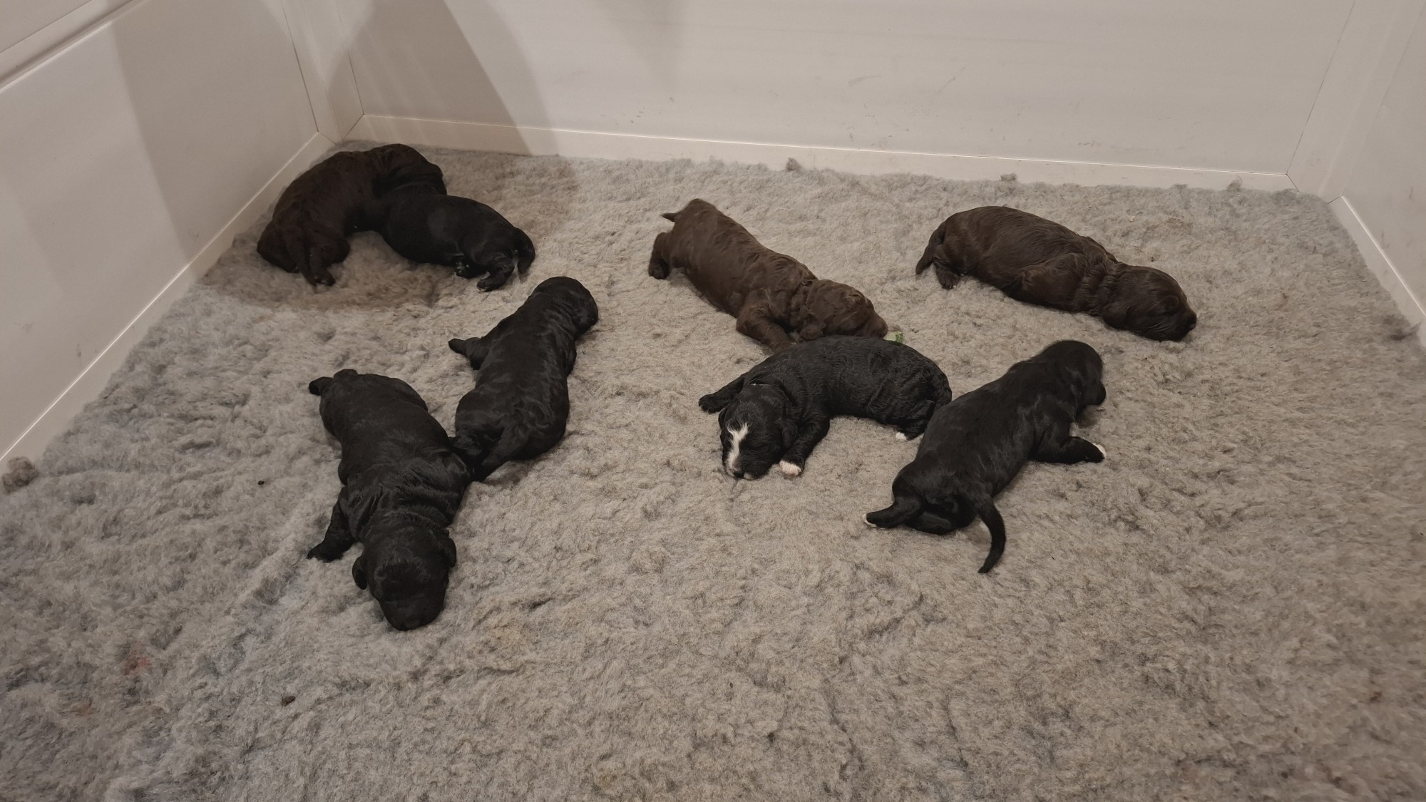 Portuguese Water Dog Puppies